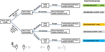 Single Donor Infusion of S-Nitroso-Human-Serum-Albumin Attenuates Cardiac Isograft Fibrosis and Preserves Myocardial Micro-RNA-126-3p in a Murine Heterotopic Heart Transplant Model